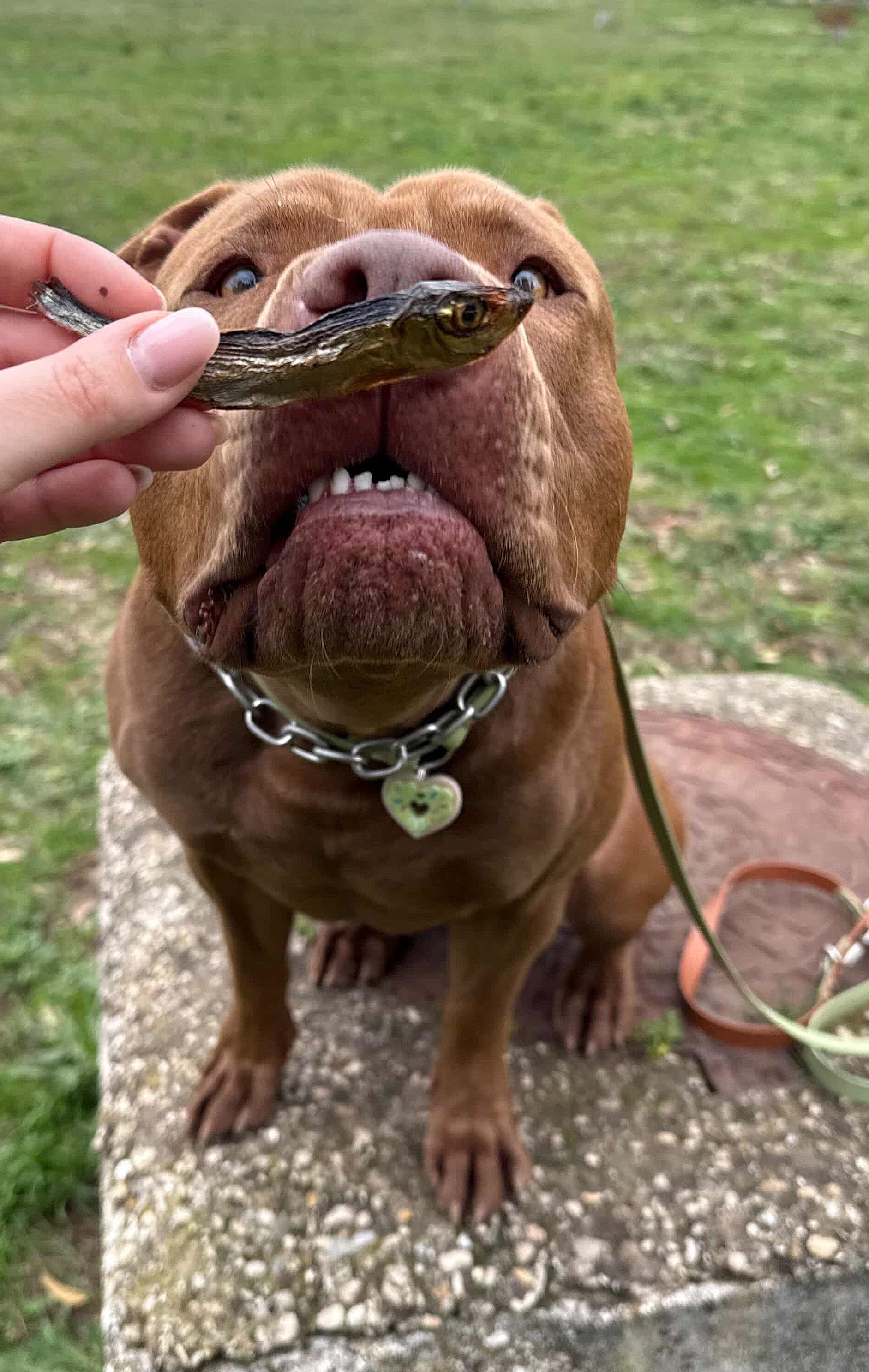 Naturali o industriali?