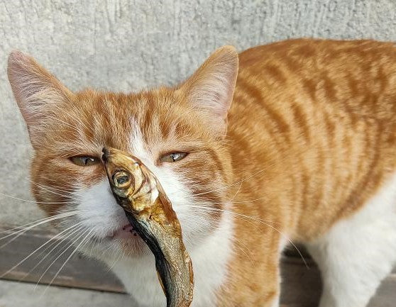 Carne e derivati nel pet food: cosa significa davvero