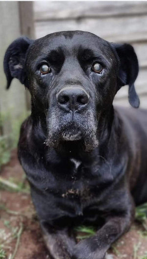 Come Conservare i Masticativi Naturali per Cani: Insetti, Umidità e Tutto Quello che Devi Sapere