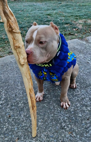 Come conservare i masticativi naturali