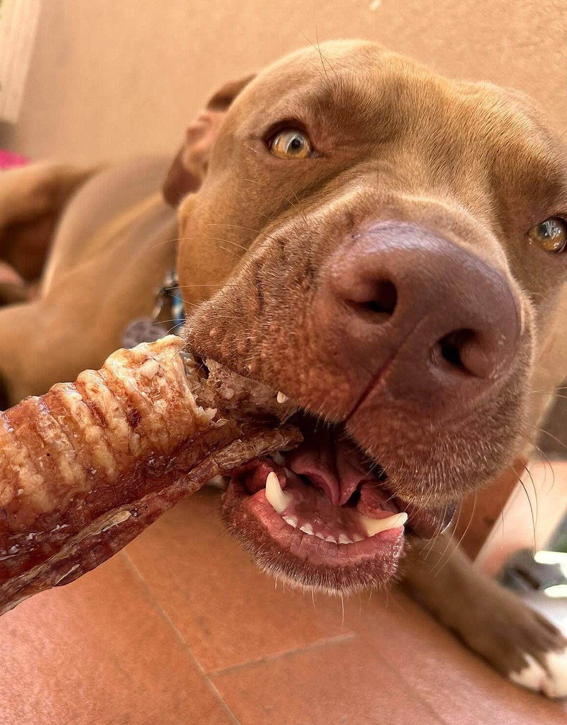 Come scegliere il masticativo giusto per il tuo cane