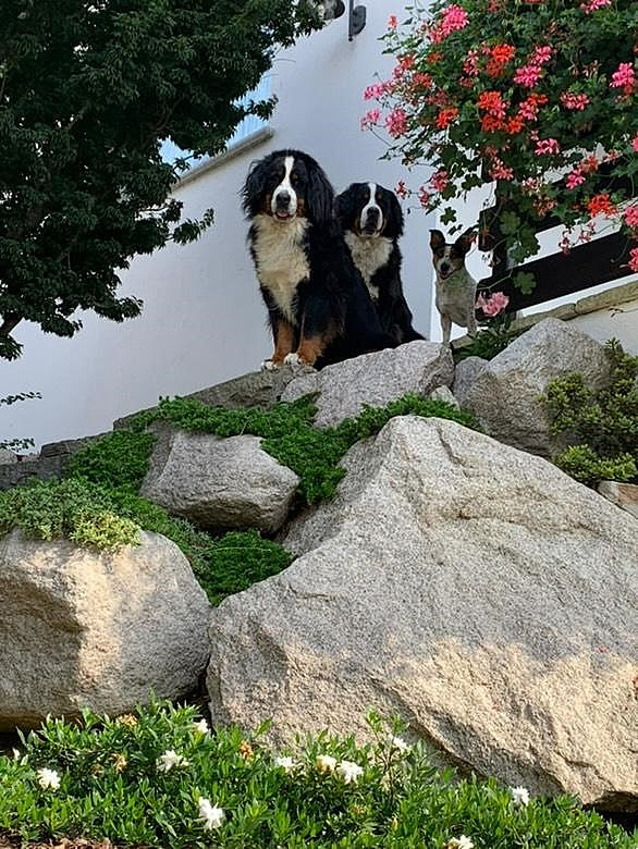 Masticativi naturali e sostenibilità