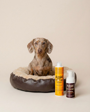 Shampoo o mousse detergente per cani? Differenze tecniche, utilizzo corretto e quando scegliere l’uno o l’altra