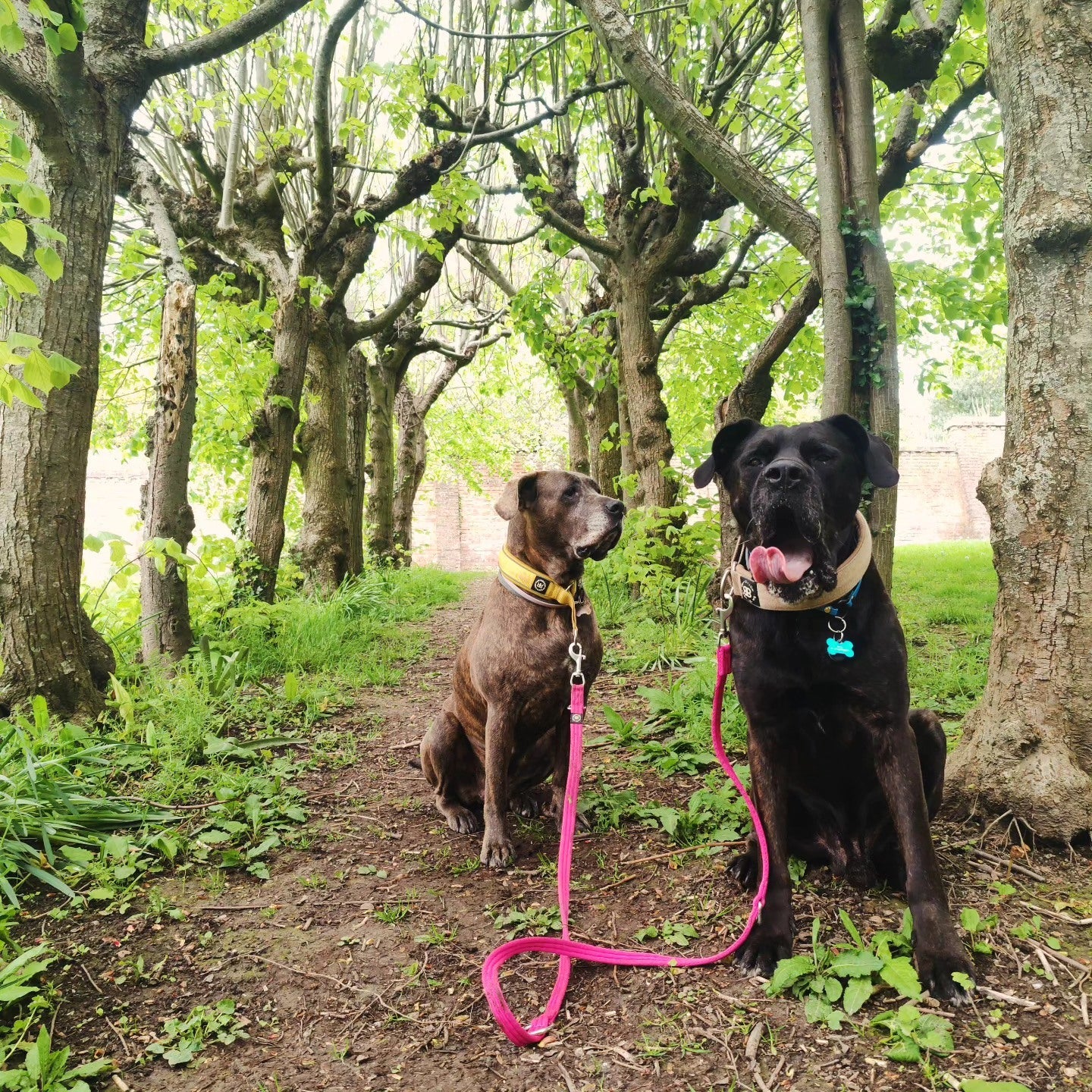 Gangstar non è nato per caso