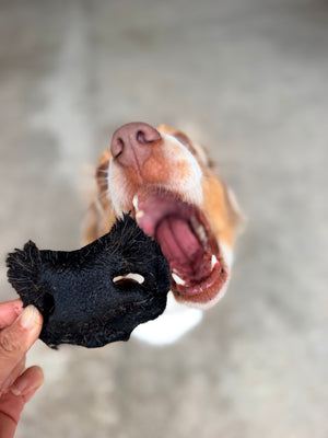 Il tuo cane non finisce il masticativo? Non è un capriccio.
