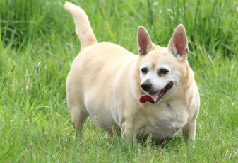 Il Peso del Cane. Parte 1- Sovrappeso: Cause, Patologie e Come Aiutarlo a Stare Meglio