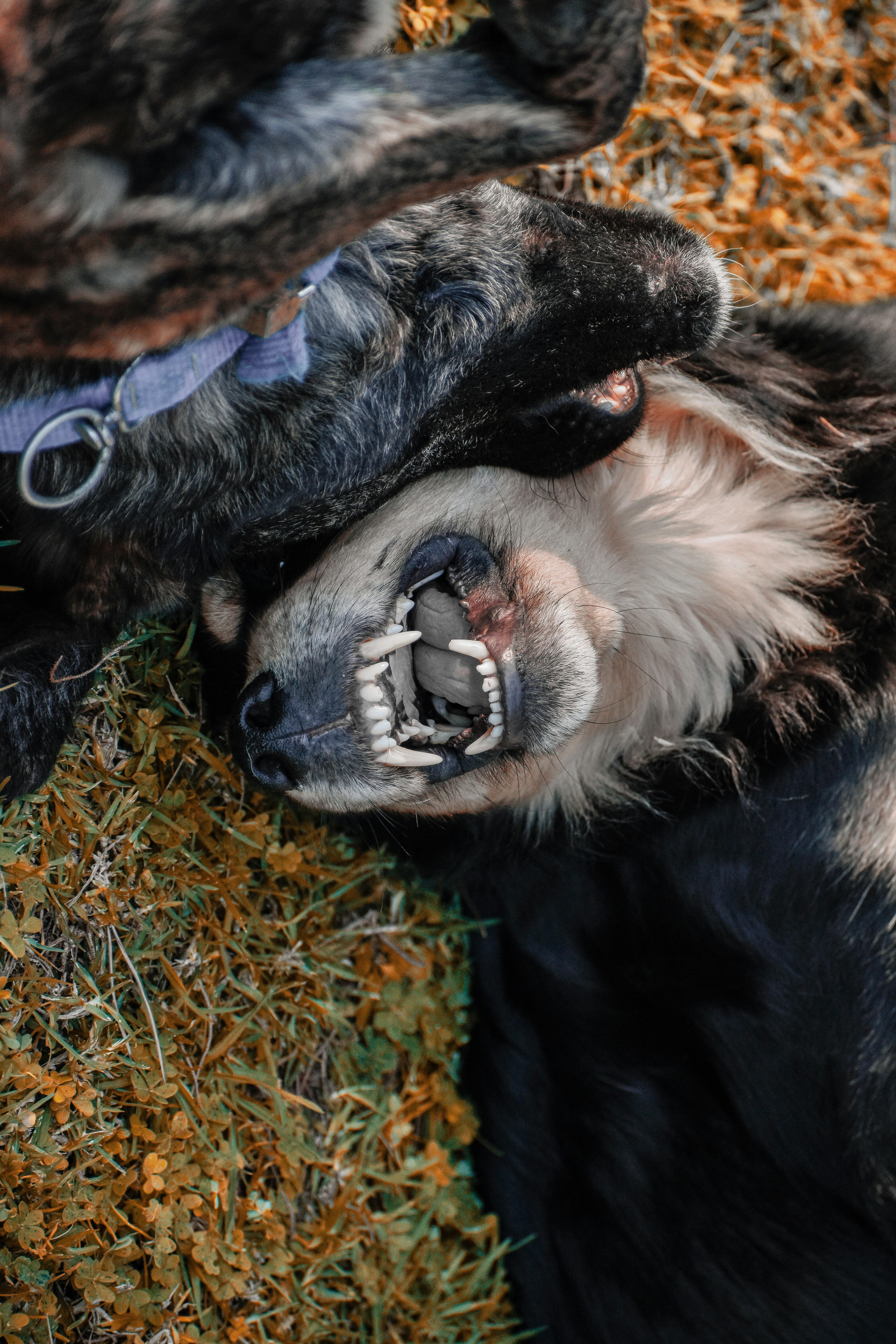 Salute dentale del cane: cosa cambia il pH orale