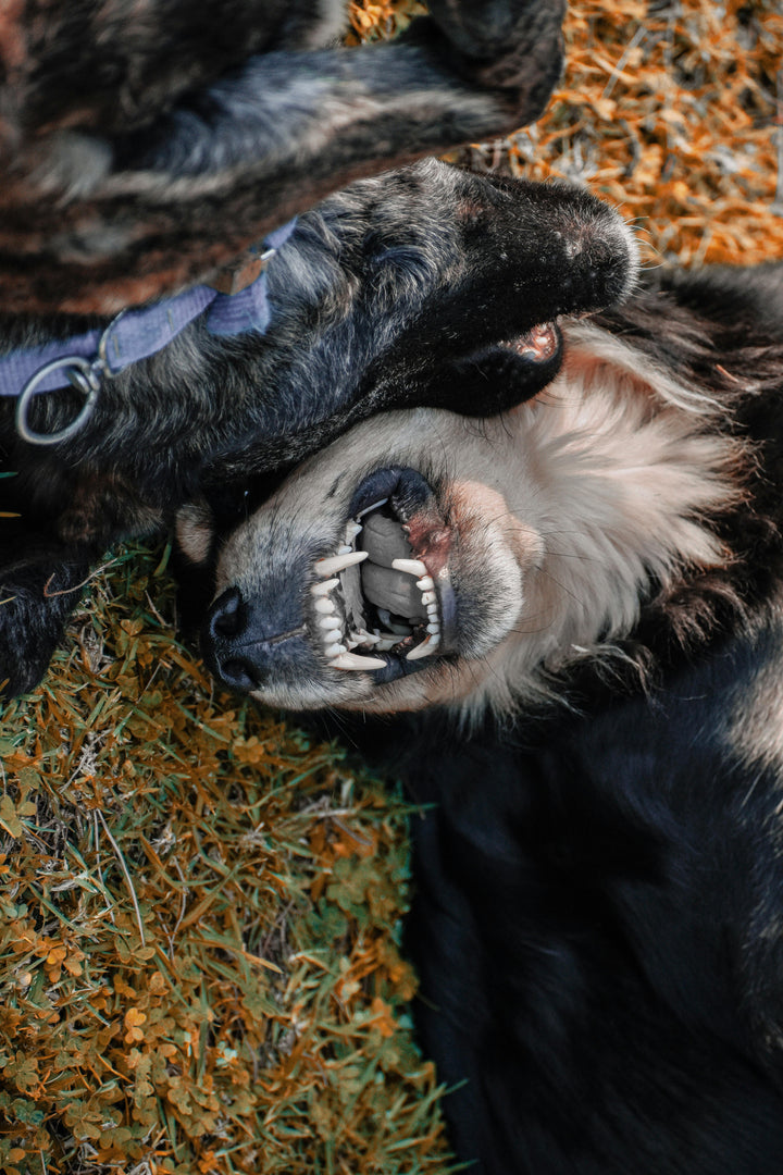 Salute dentale del cane: cosa cambia il pH orale