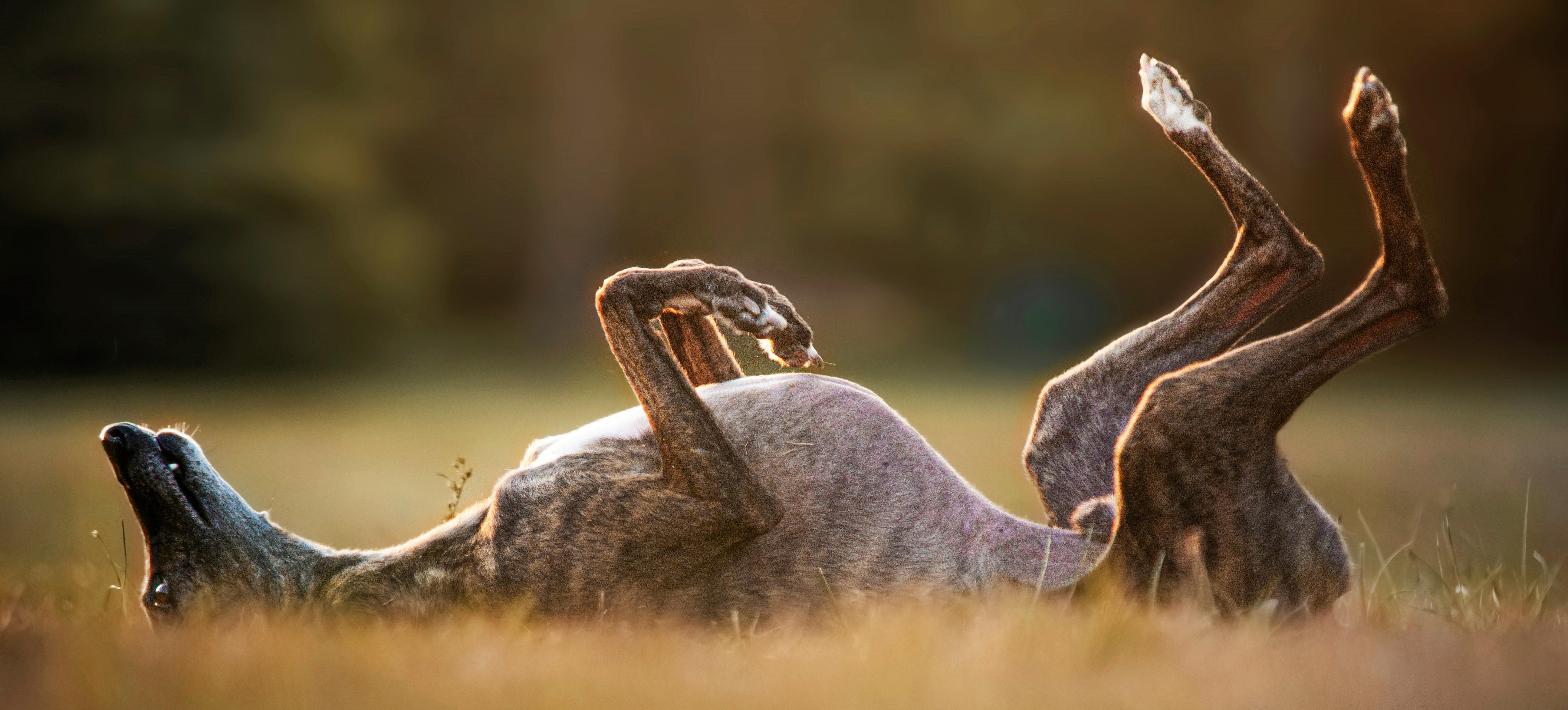 Il Peso del cane- Parte 2 - Cane Magro Non Vuol Dire Cane Fit: Il Sottopeso Canino e la Trappola dei Social