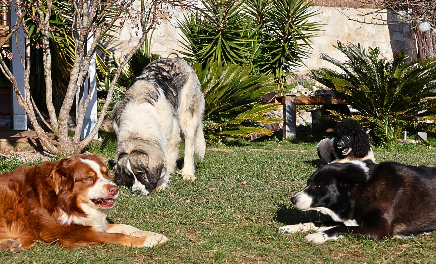 Masticativi naturali. Punto.