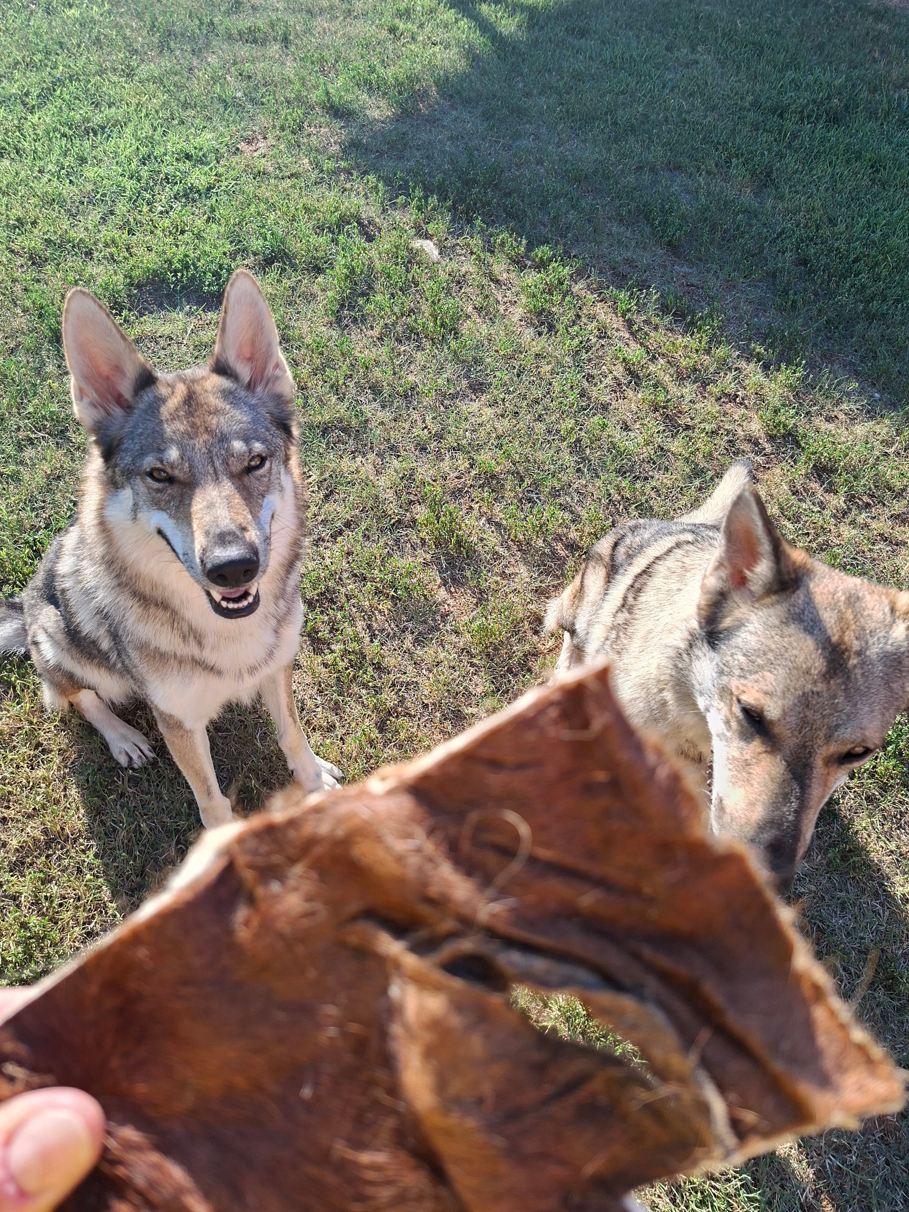 Pelle di Cavallo con Pelliccia per Cani – Masticativo Naturale XL 250g