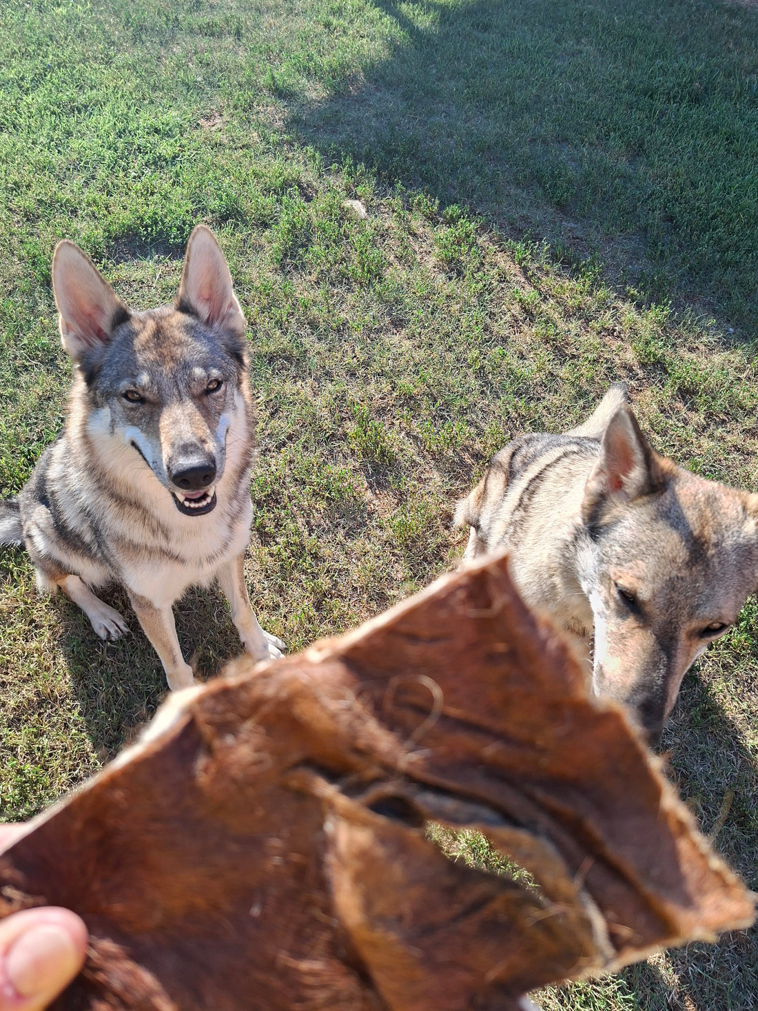 Pelle di Cavallo con Pelliccia per Cani – Masticativo Naturale XL 250g