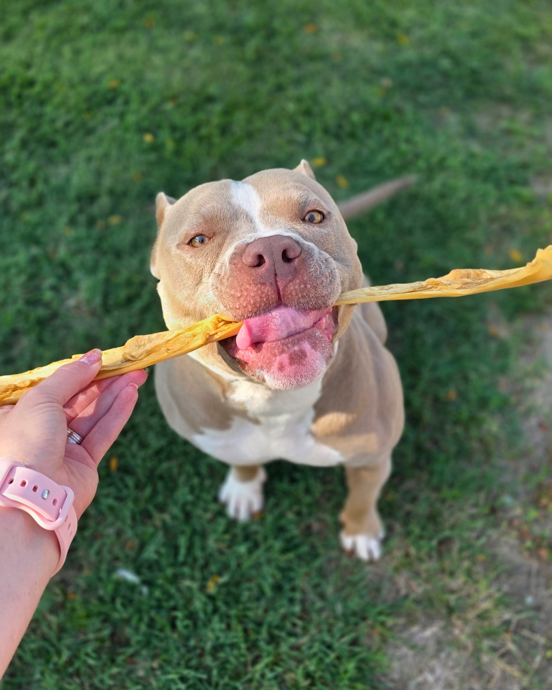 Cuoio Capelluto di Manzo Morbido – Masticativo Naturale per Cani