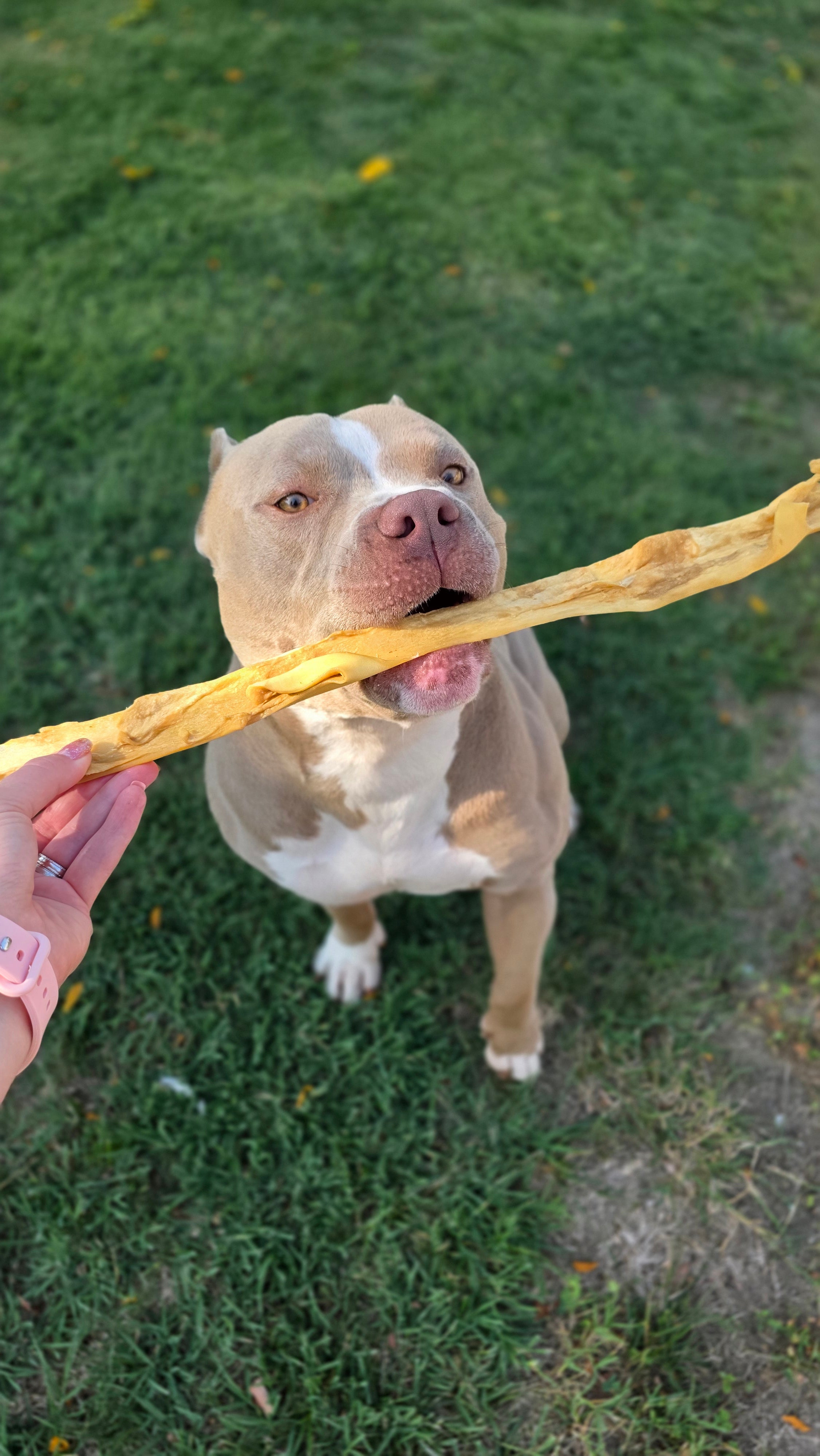 Cuoio Capelluto di Manzo Morbido – Masticativo Naturale per Cani