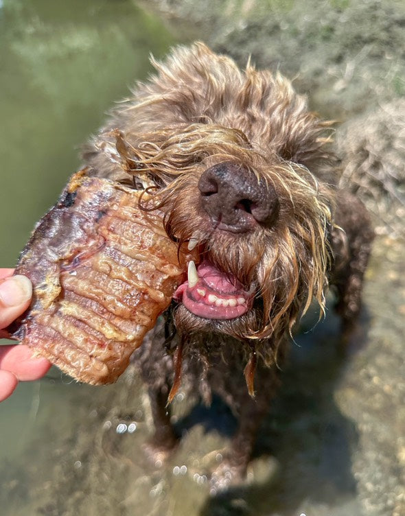 Trachea di Manzo Corta per Cani – Snack Naturale Piccola/Media Taglia 200g