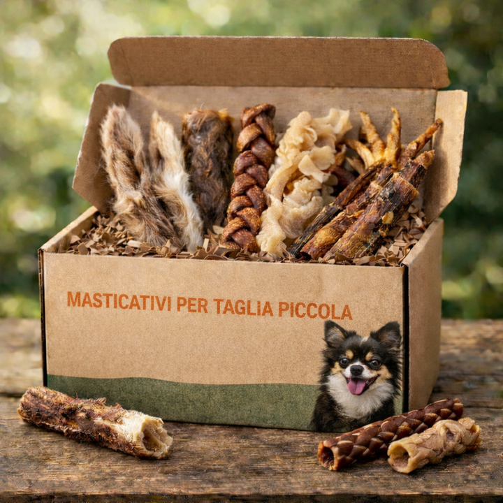 Box per cani di taglia piccola