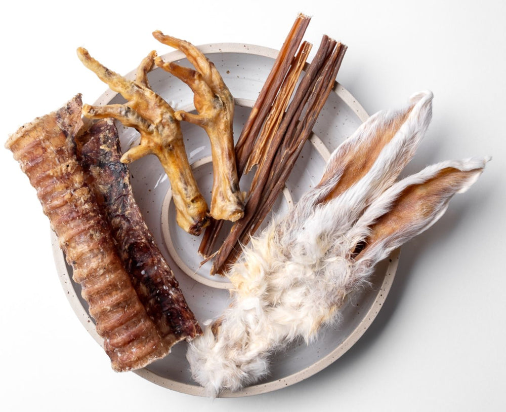 Il tuo cane non è fatto per mangiare plastica.