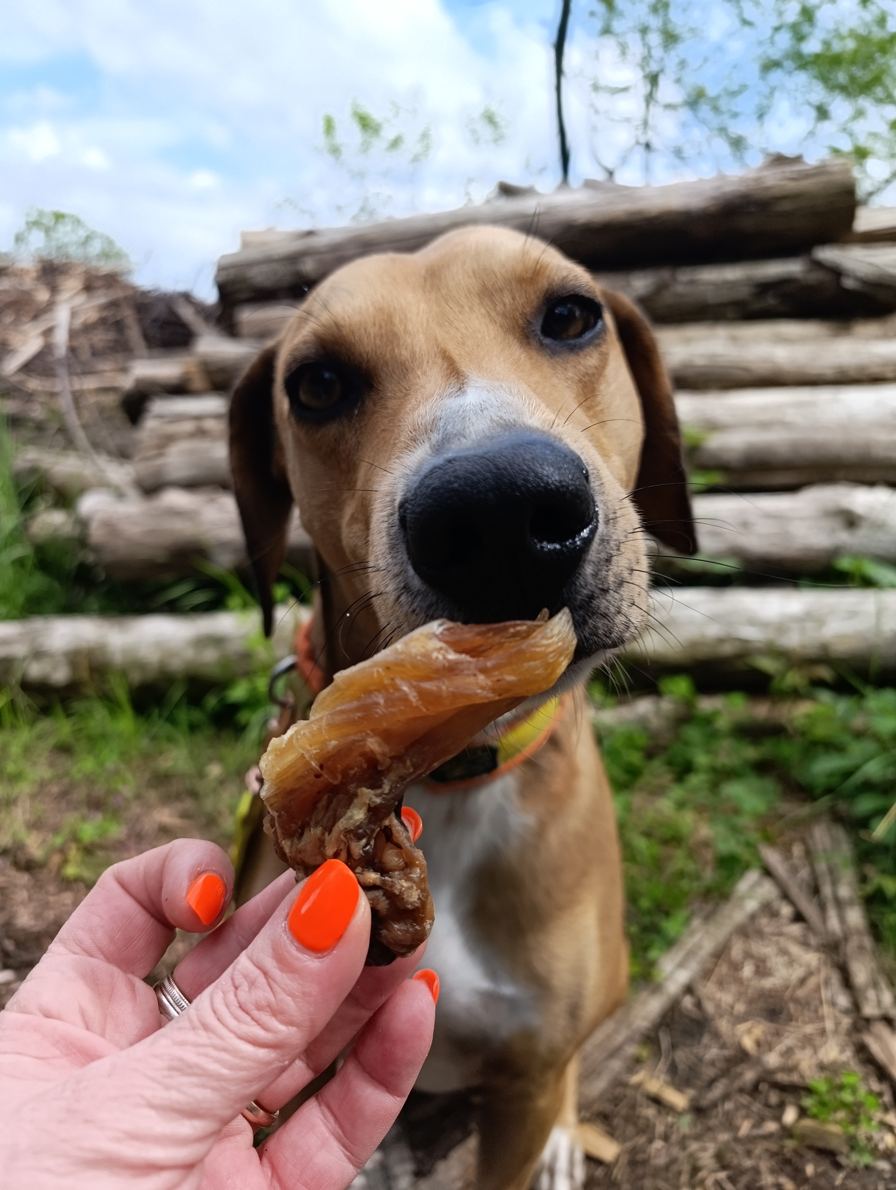 Tendine di Achille di Manzo Essiccato per Cani – Snack Naturale Extra Resistente 250g