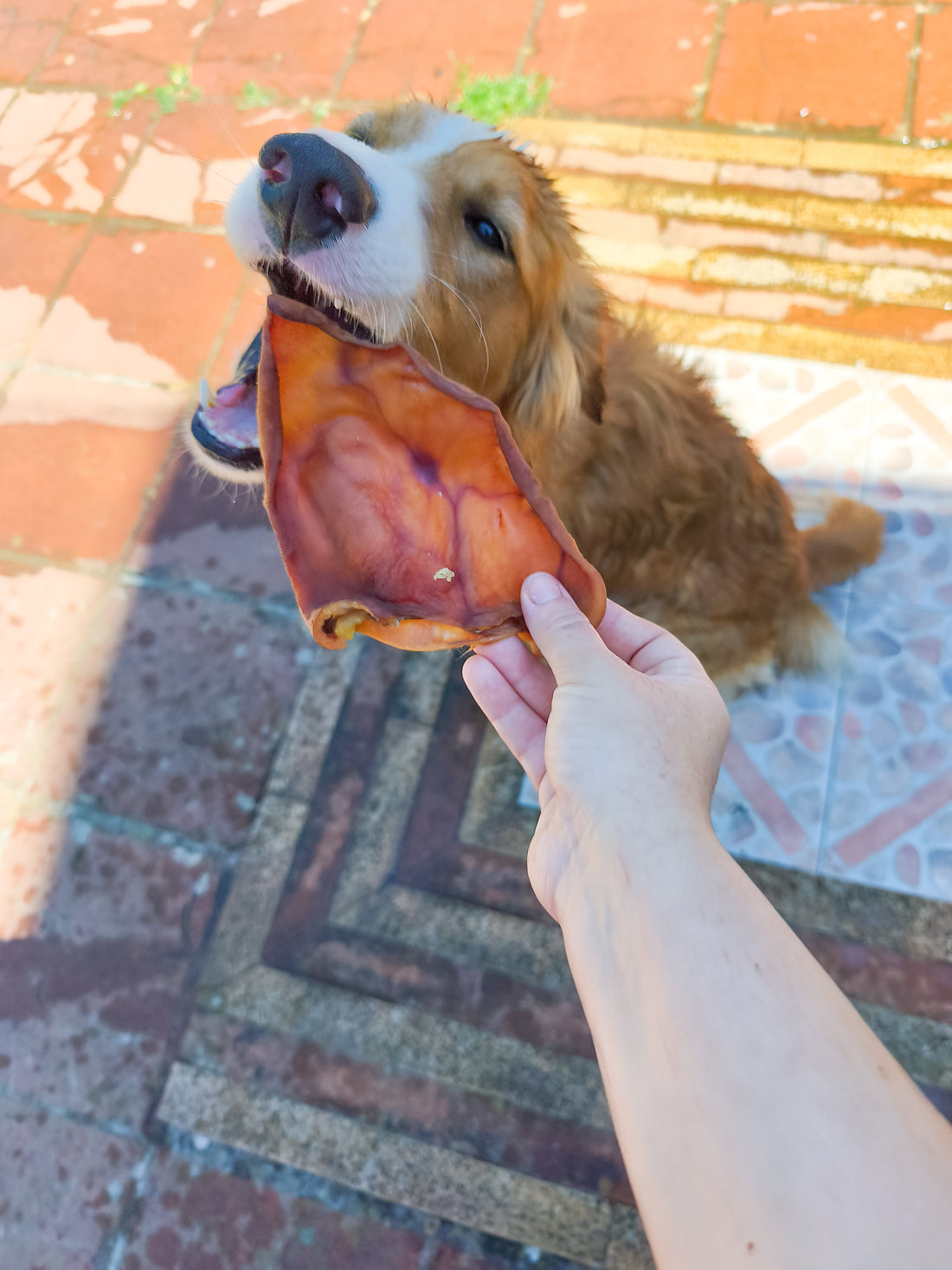 Orecchie di Maiale Essiccate per Cani – Snack Naturale da Masticare (circa 50g)