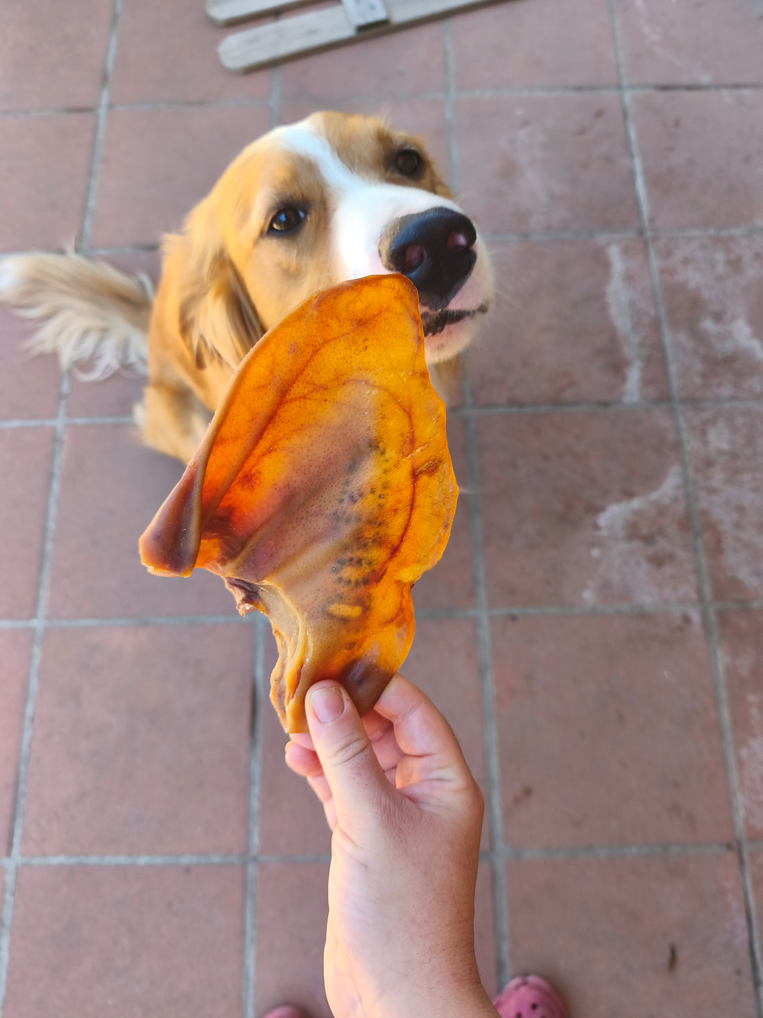 Orecchie di Maiale Essiccate per Cani – Snack Naturale da Masticare (circa 50g)