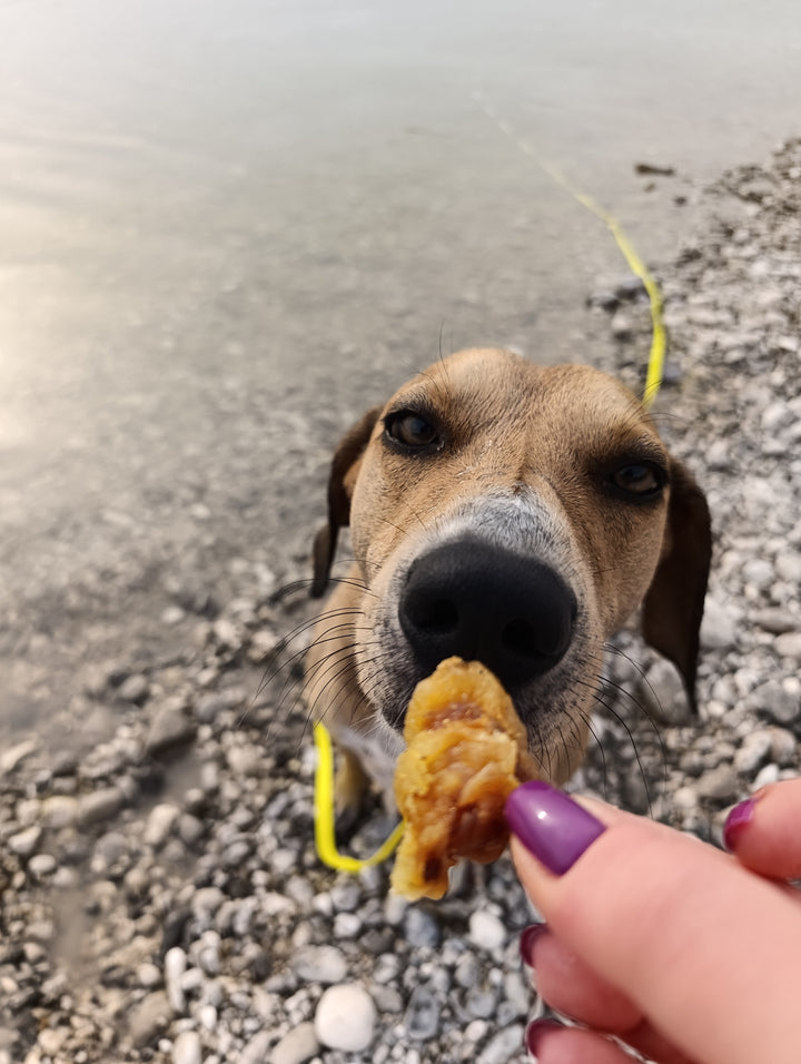 Strisce di Orecchio di Maiale Essiccate per Cani – Snack Naturale Croccante (100g / 200g)