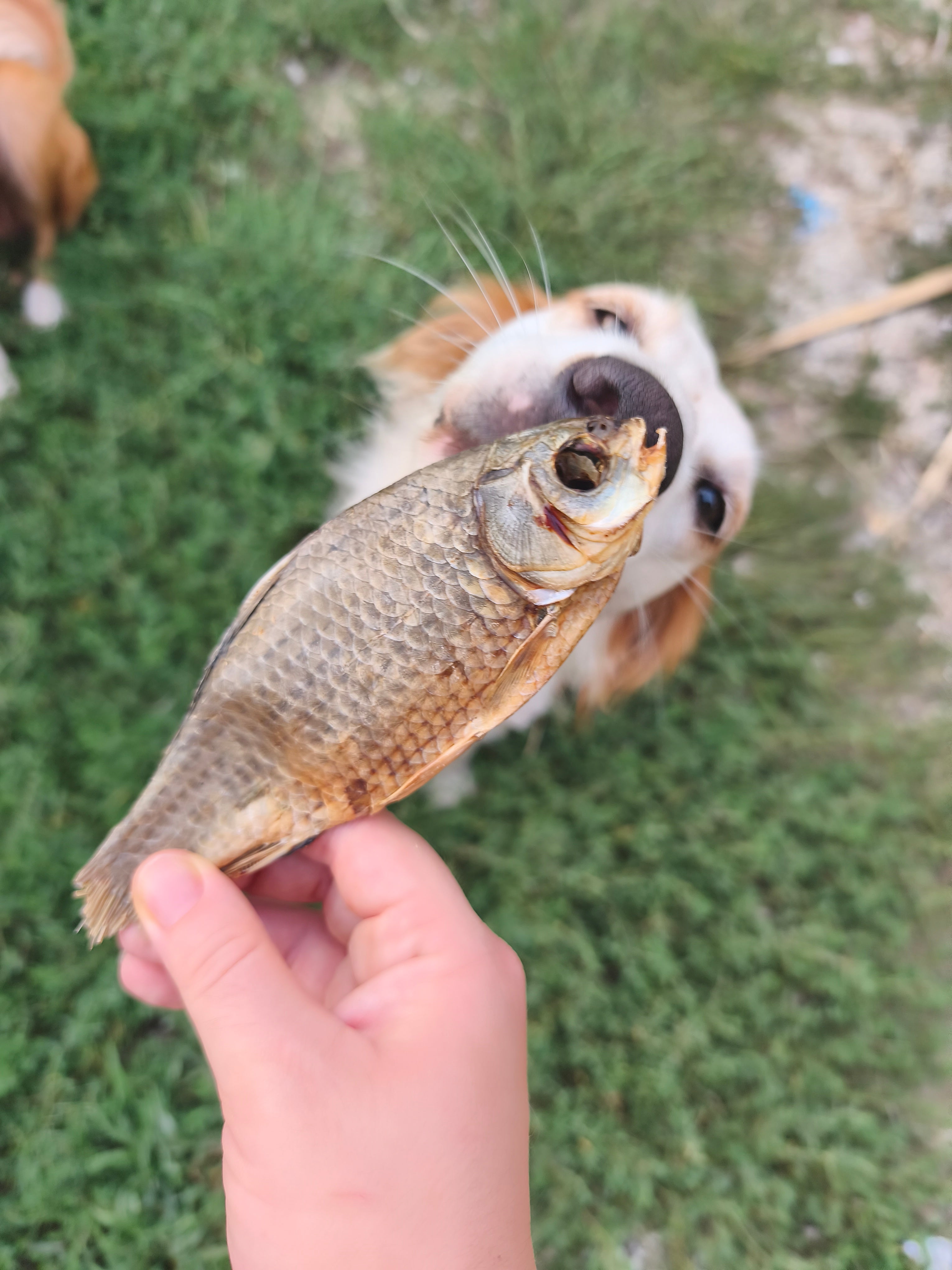 Carassio essiccato *100gr* (pesce d’acqua dolce) - pesce simile alla carpa