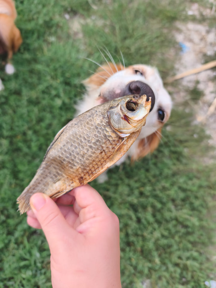 Carassio essiccato *100gr* (pesce d’acqua dolce) - pesce simile alla carpa