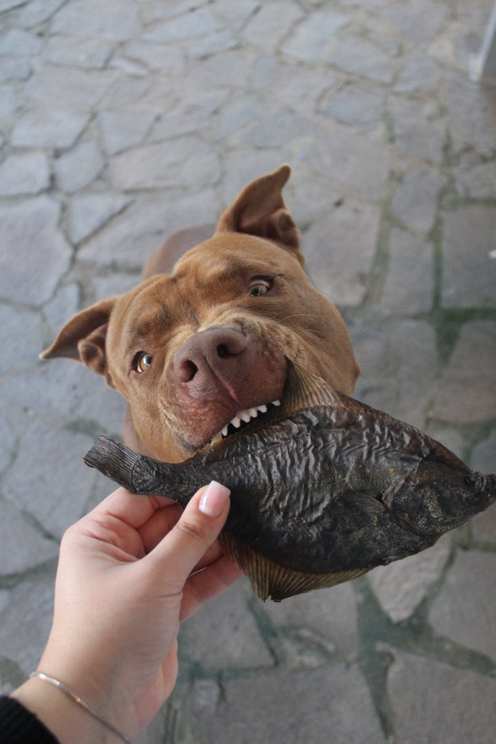 Pesce Passera Essiccato per Cani – Snack Naturale Ricco di Omega-3