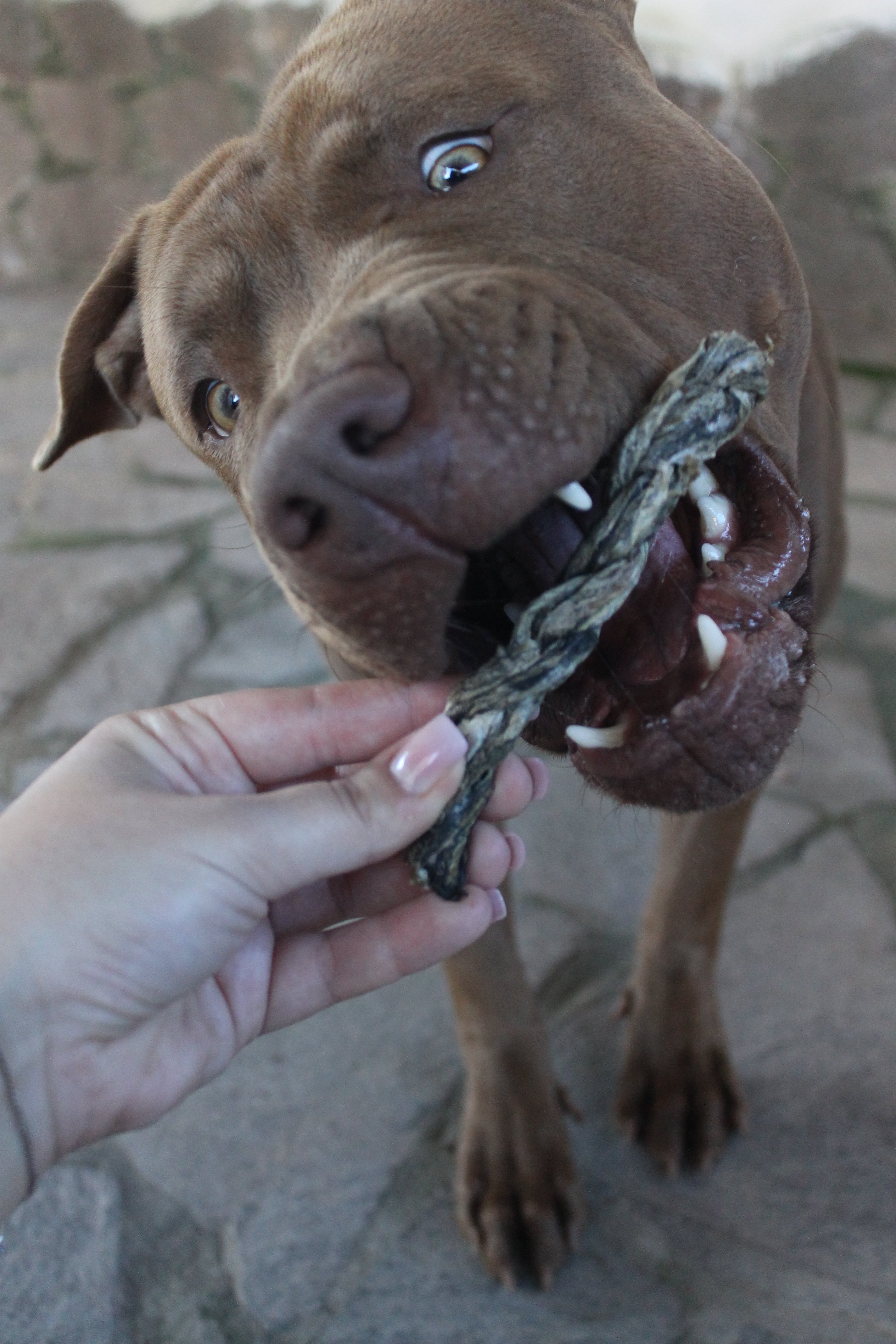 Treccia di Merluzzo Essiccata per Cani 100g | Snack Naturale Ricco di Omega-3 e Proteine