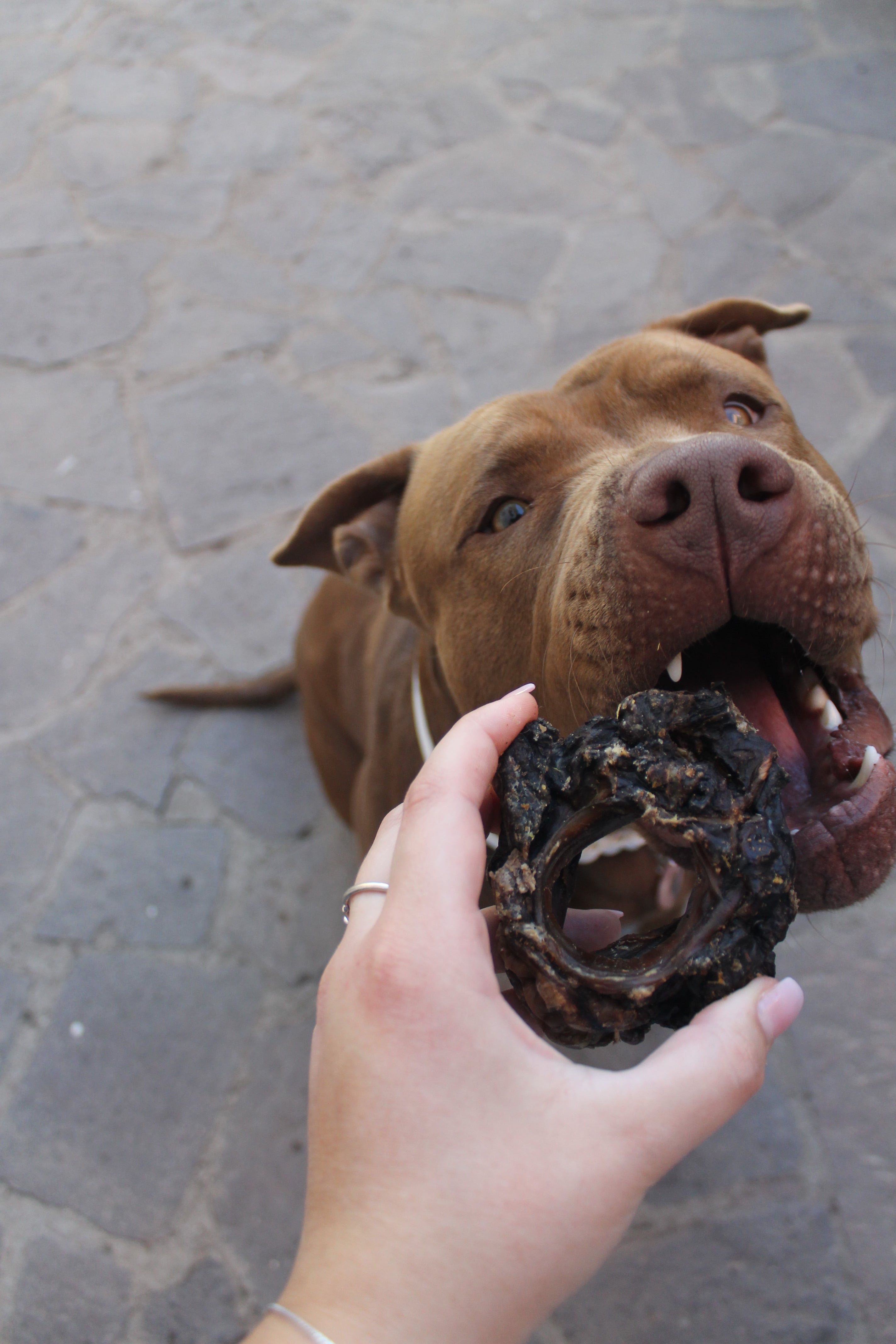 Laringi di Manzo Essiccate per Cani – Monoproteiche, Ricche di Collagen