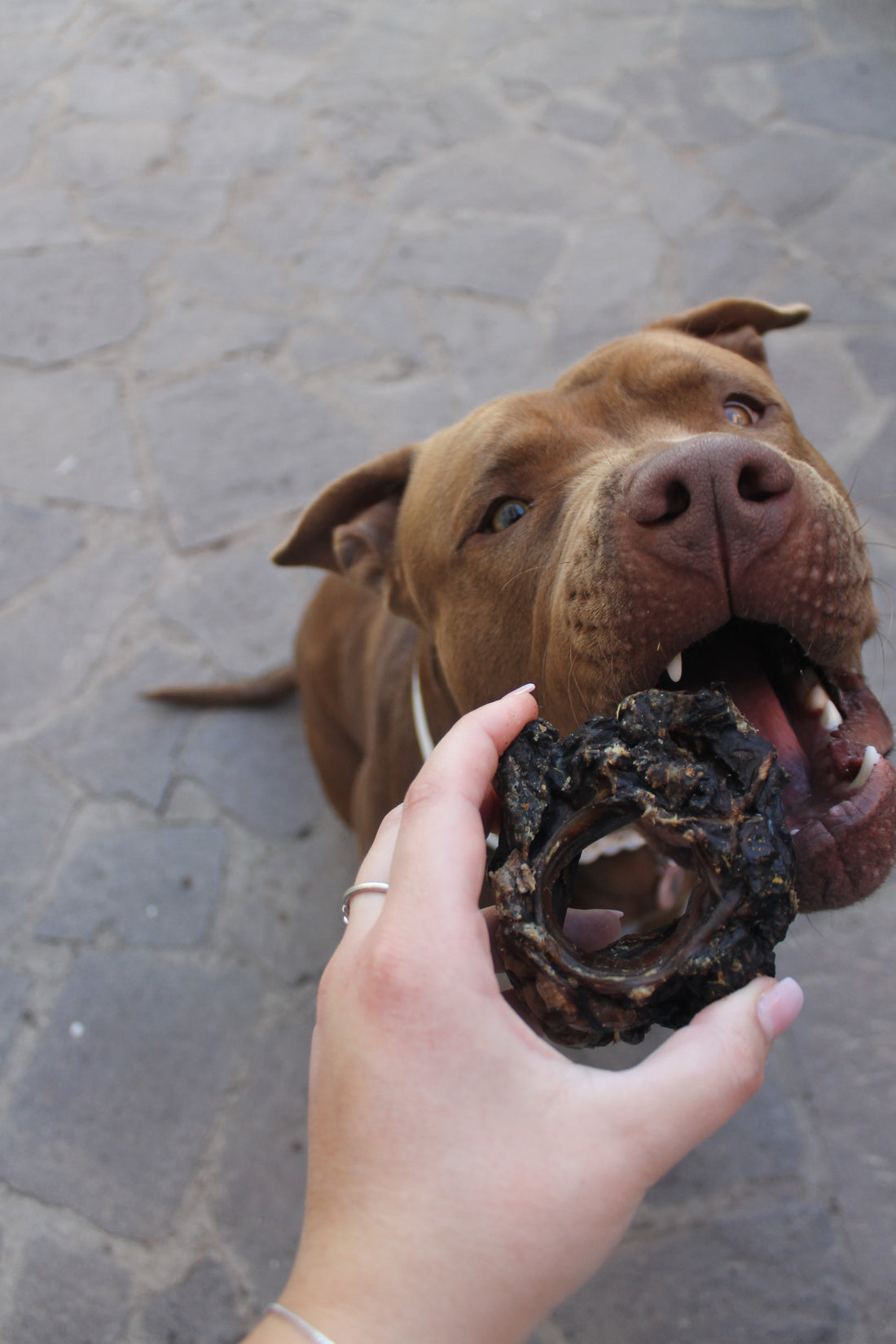 Laringi di Manzo Essiccate per Cani – Monoproteiche, Ricche di Collagen