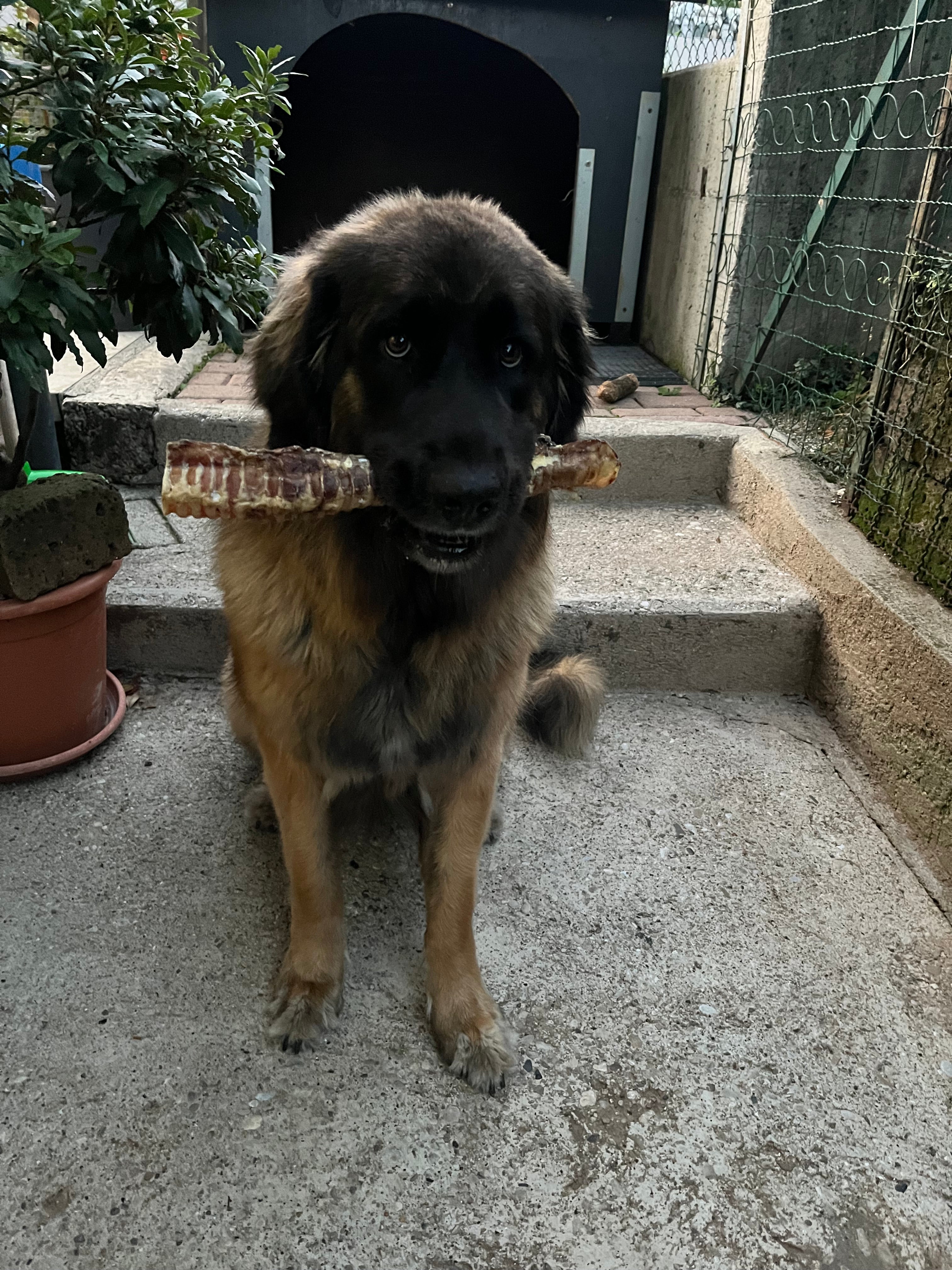 Trachea di Manzo Essiccata 30 cm per Cani – Snack Naturale Ricco di Proteine, Collagene e Condroitina