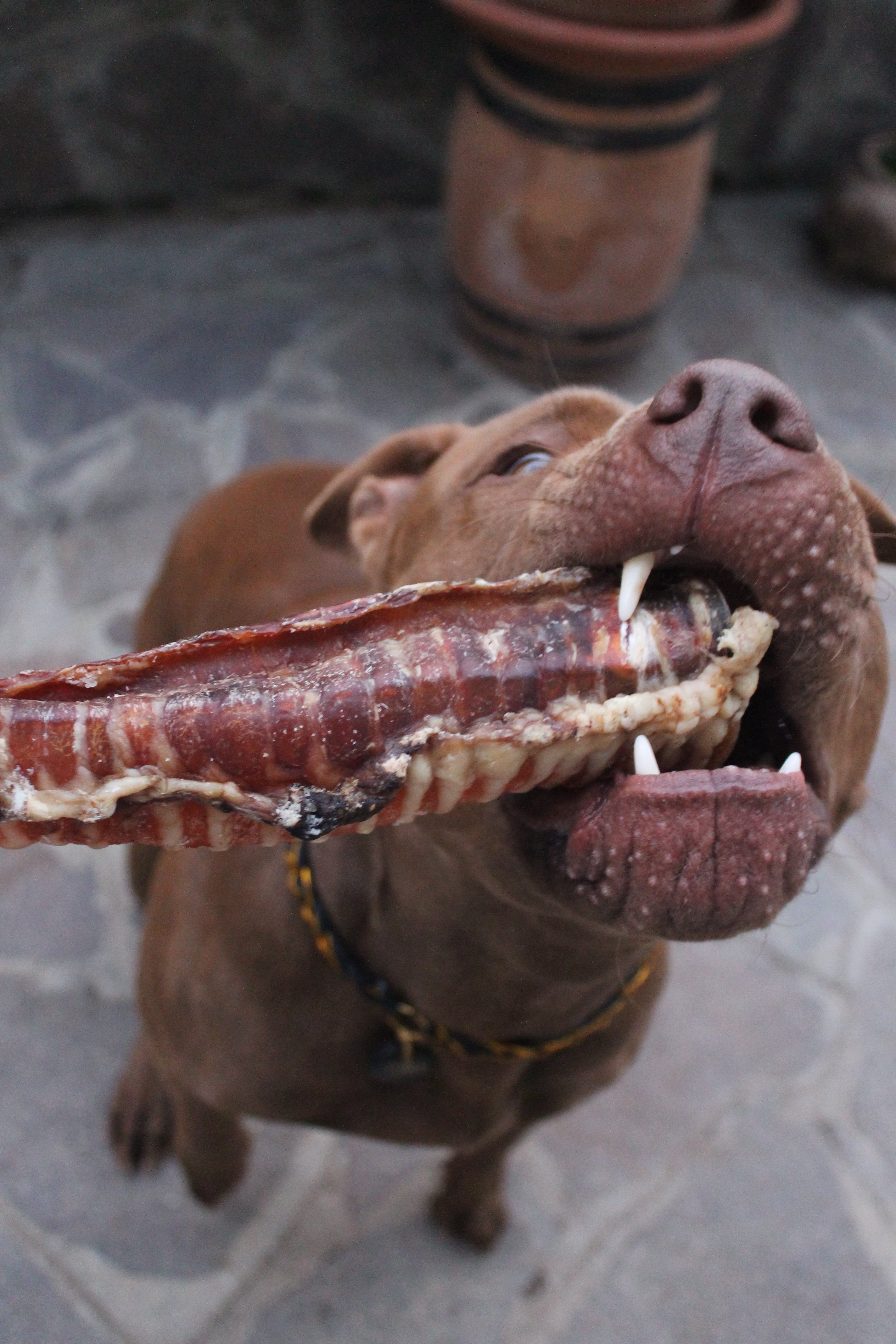 Trachea di Manzo Essiccata 30 cm per Cani – Snack Naturale Ricco di Proteine, Collagene e Condroitina