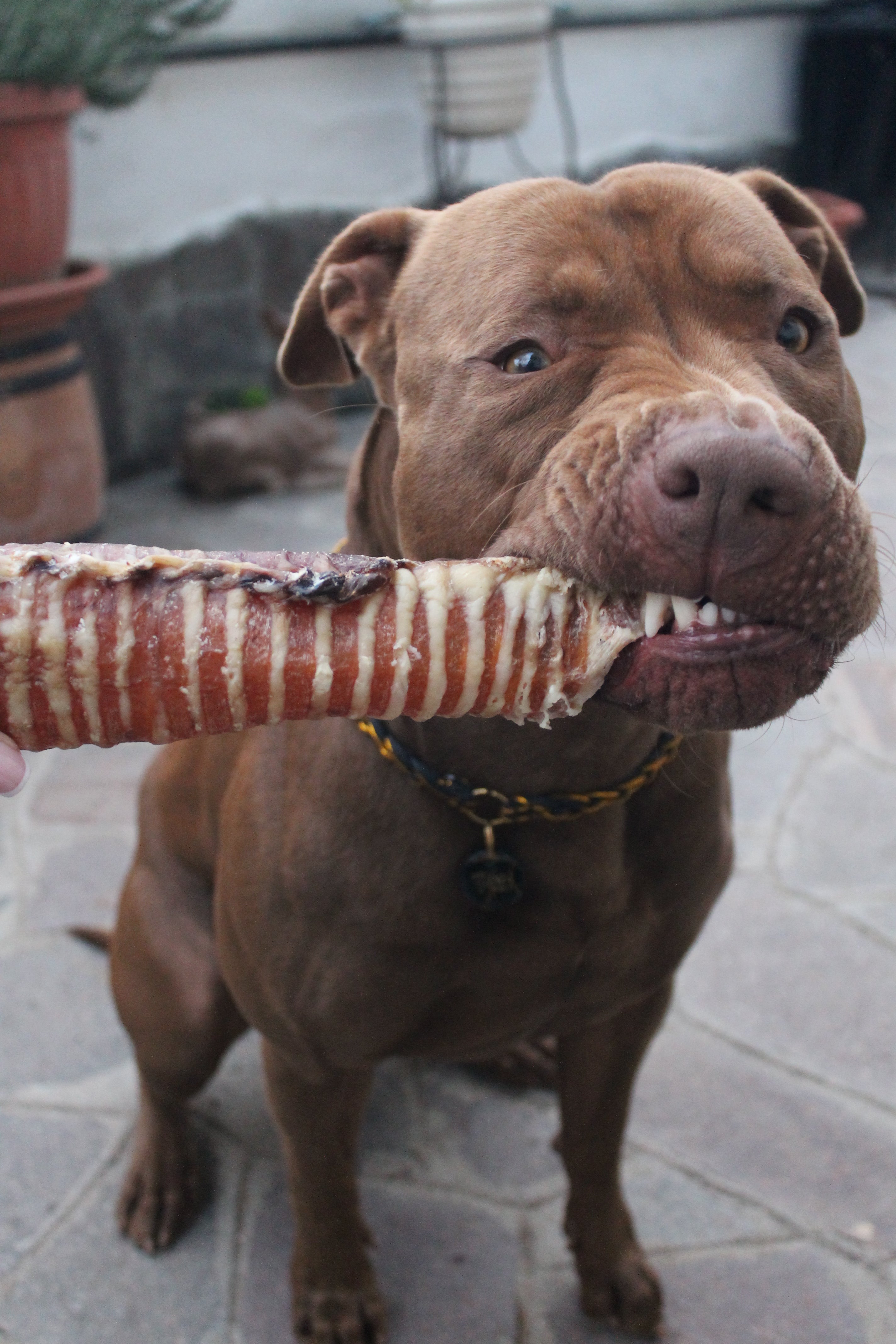 Trachea di Manzo Essiccata 30 cm per Cani – Snack Naturale Ricco di Proteine, Collagene e Condroitina