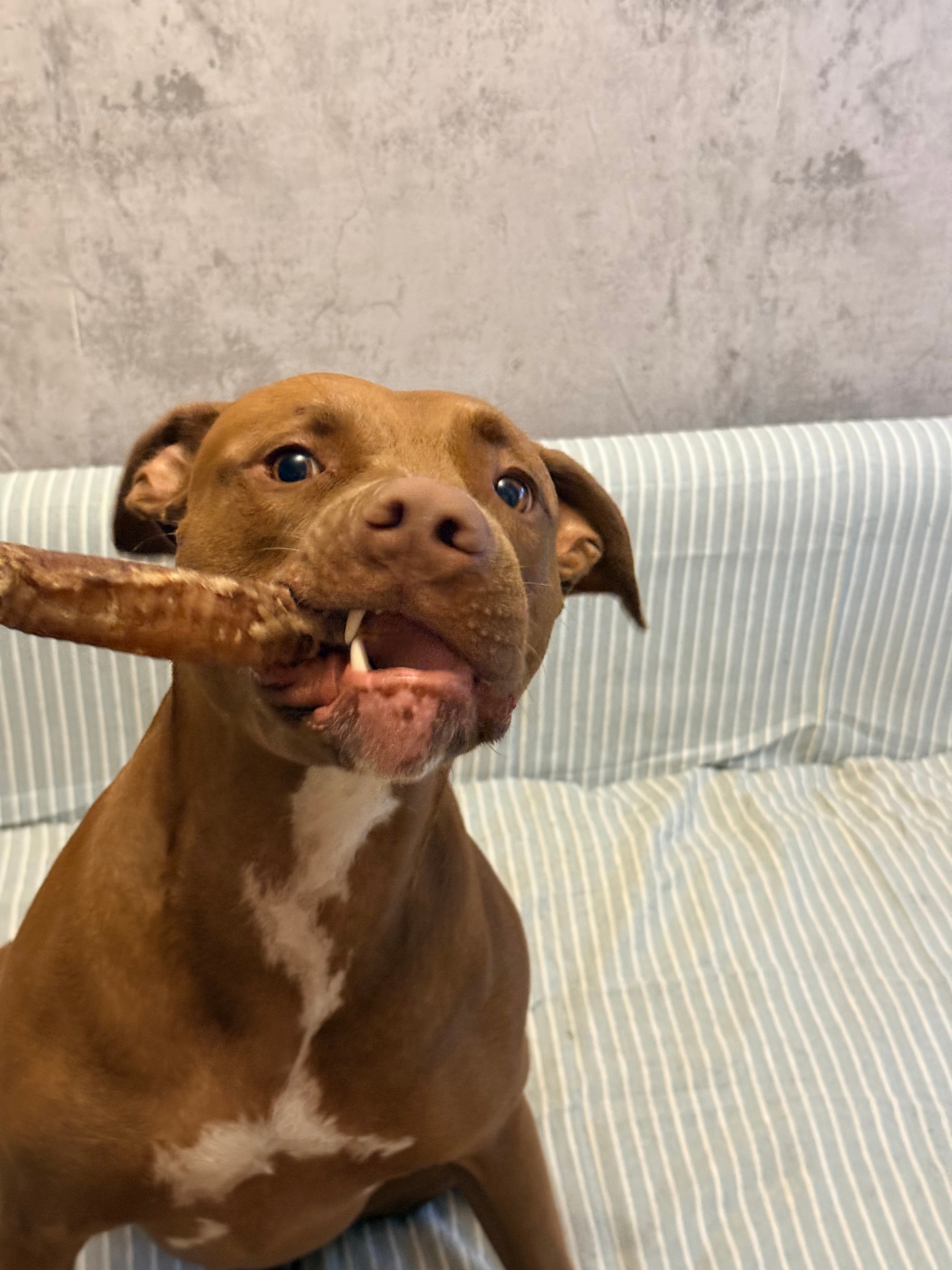 Trachea Di Agnello CONFEZIONE 250gr