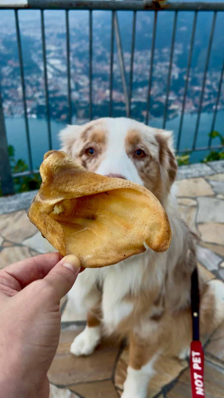 Orecchie di Cinghiale Cani Senza Pelo Monoproteiche 5pz