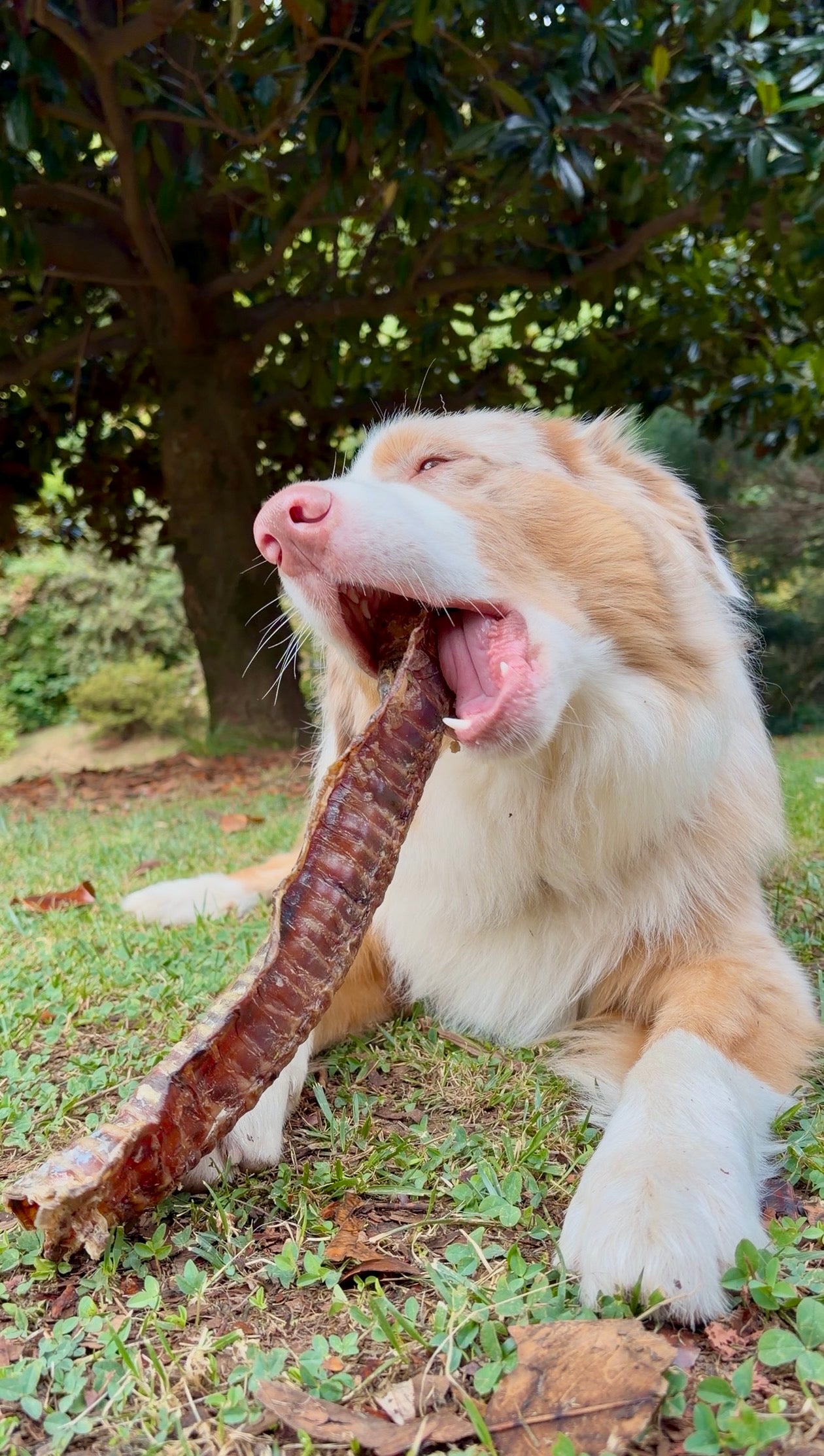 Trachea di Manzo Essiccata 30 cm per Cani – Snack Naturale Ricco di Proteine, Collagene e Condroitina