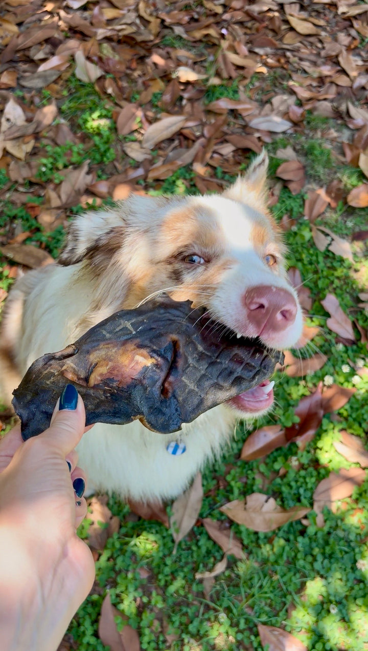 Muso di Manzo 3kg Cani Taglia Grande Naturale Monoproteico