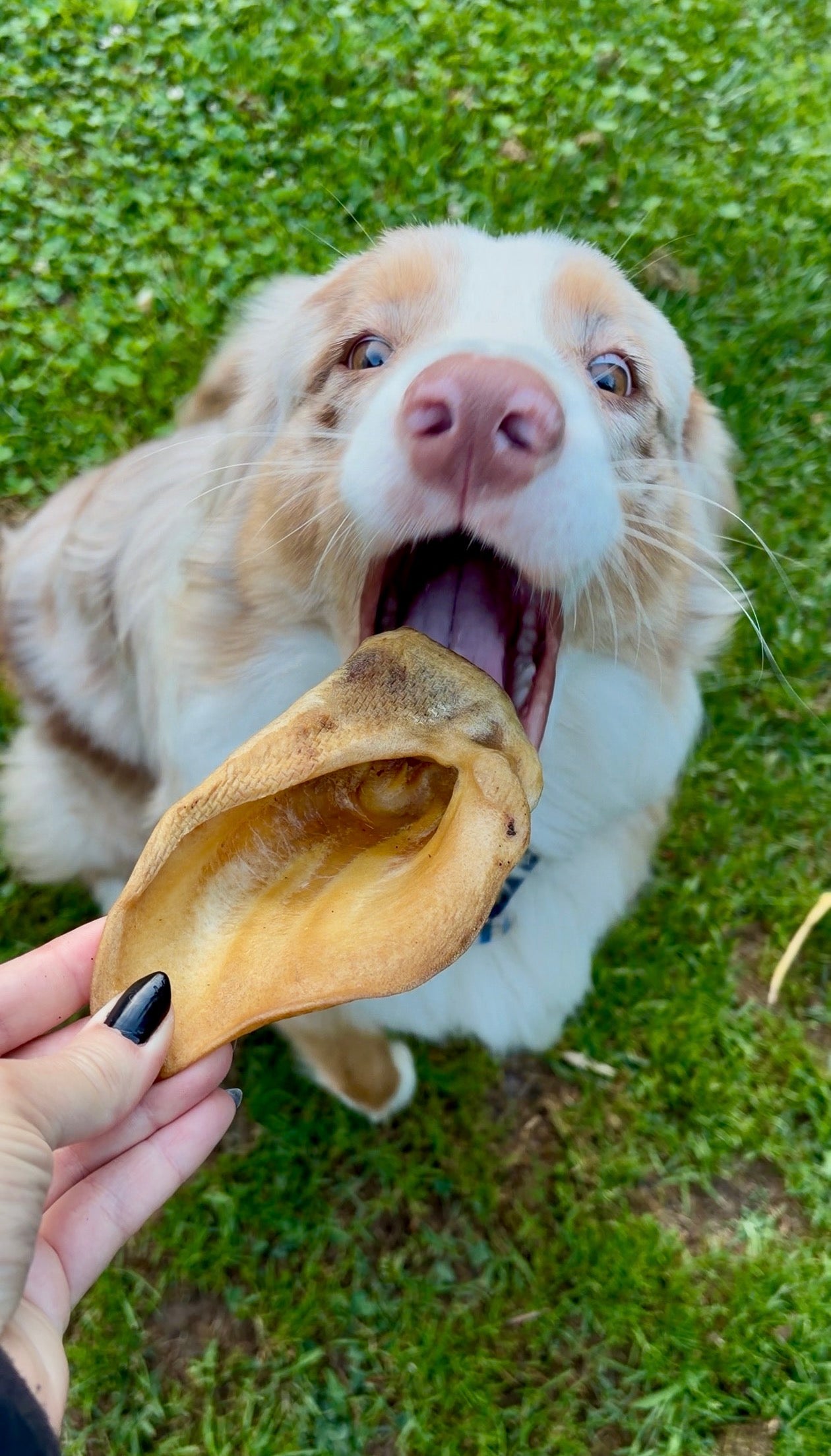 Orecchie di Cinghiale Cani Senza Pelo Monoproteiche 5pz