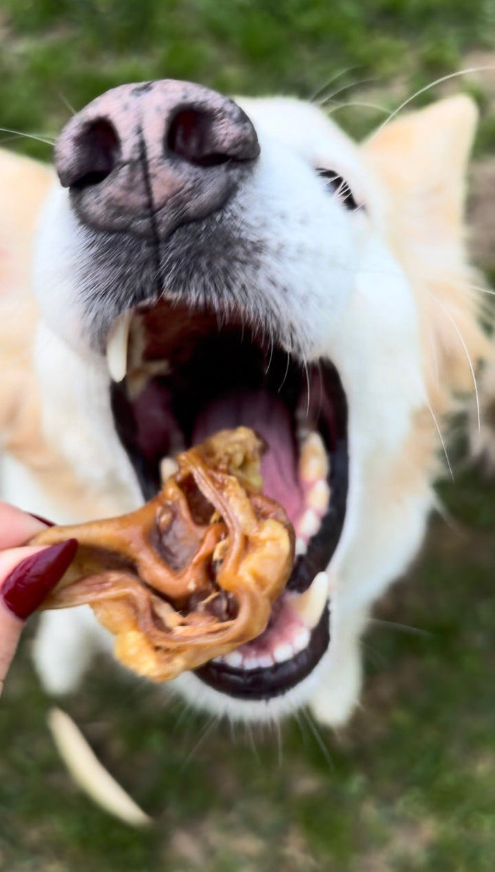 Padiglione Auricolare di Maiale 100 g – Snack Naturale per Cani, Ricco di Proteine