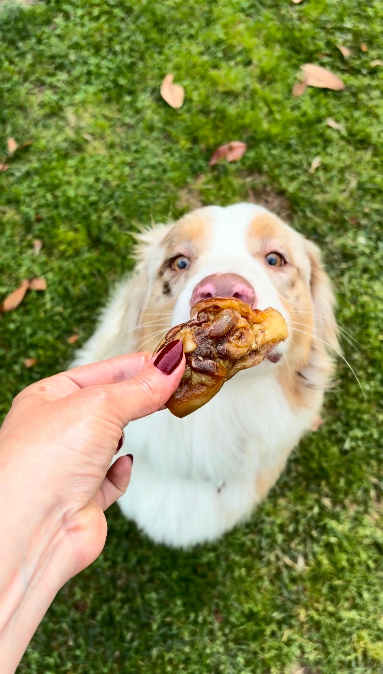 Padiglione Auricolare di Maiale 100 g – Snack Naturale per Cani, Ricco di Proteine