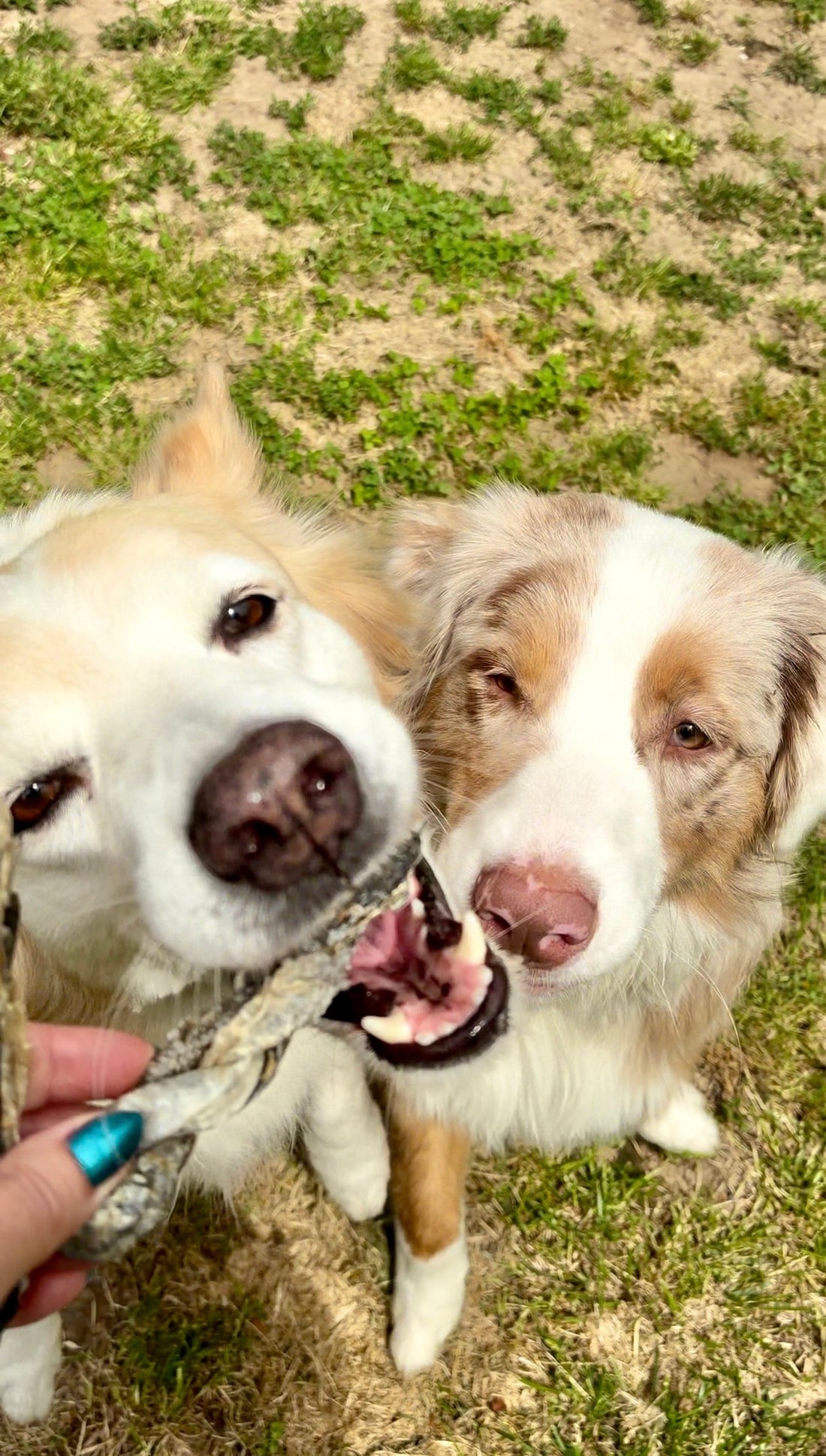 Treccia di Merluzzo Essiccata per Cani 100g | Snack Naturale Ricco di Omega-3 e Proteine