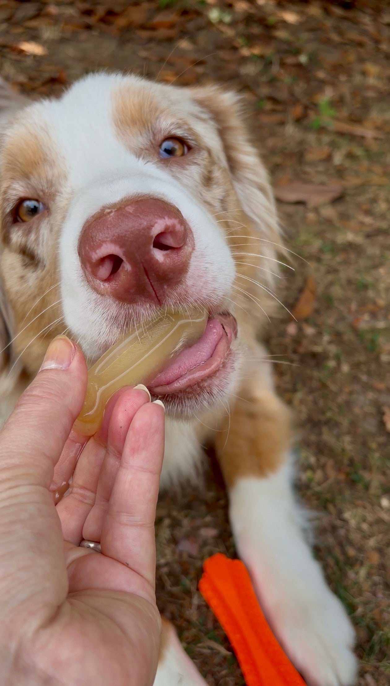 Brodo di Cervo in Polvere per Cani | Collagene Naturale & Topper Premium