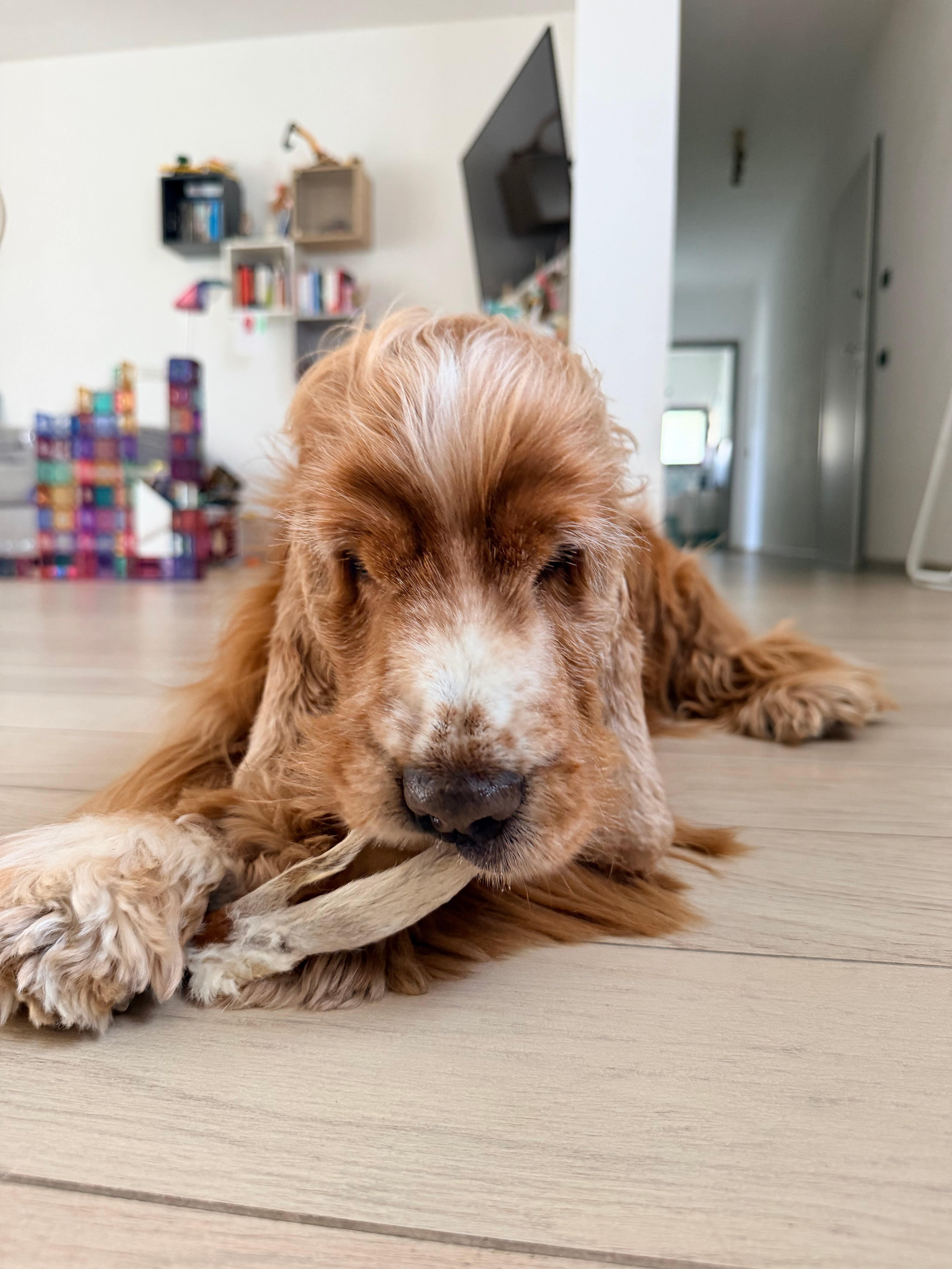 Orecchie di Coniglio CON PELO/SENZA PELO