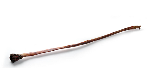 Nervo di Toro con Clava Essiccato - 110cm Circa  *1 pezzo*