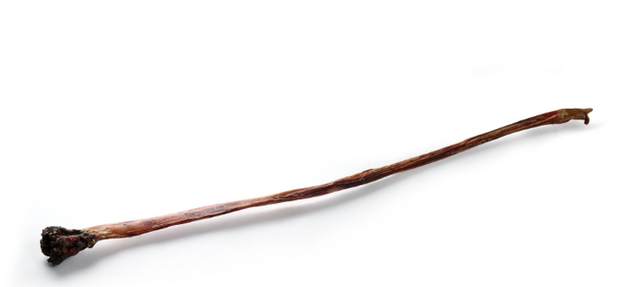 Nerbo di Toro con Clava Essiccato - 110cm Circa  *1 pezzo*