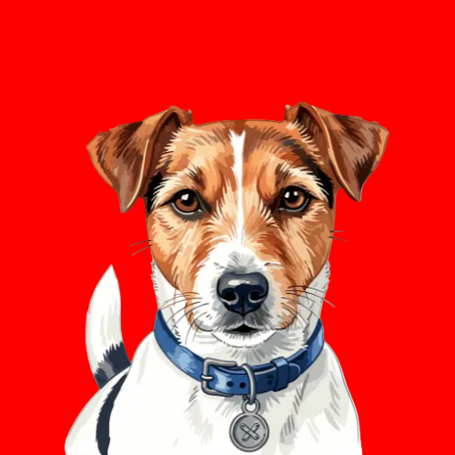 Jack Russell Terrier