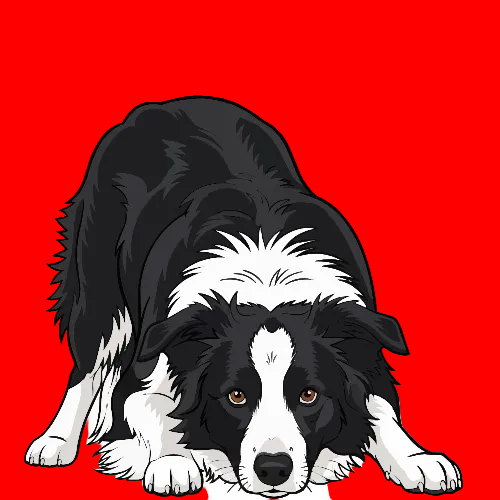 Border Collie