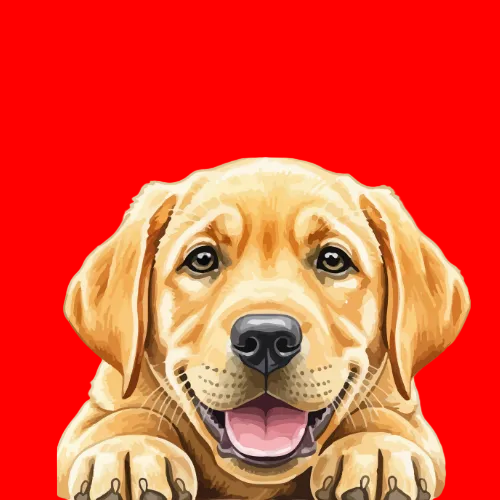 Labrador & Retriever