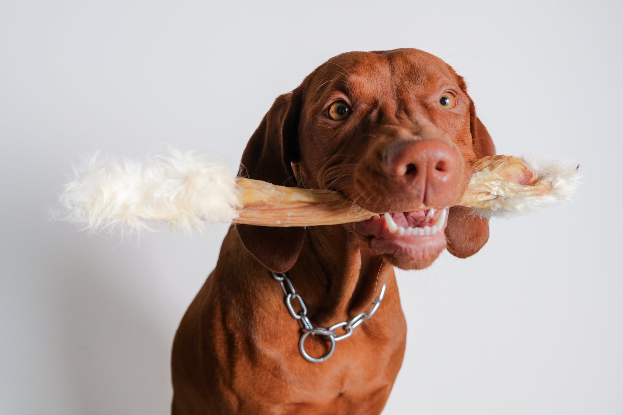 Essenziale. Naturale. Canina.